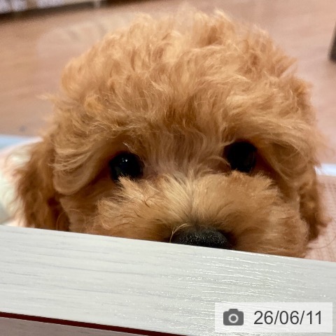 愛知県のトイプードル(トイ) (ペットプラス 名古屋茶屋店/2026年3月31日生まれ/男の子/アプリコット)の子犬の4枚目の画像