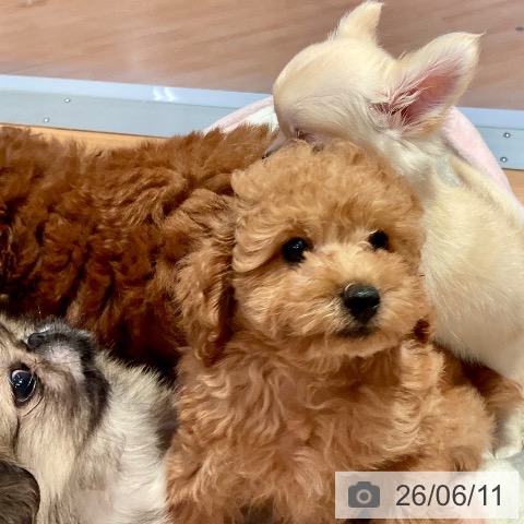 愛知県のトイプードル(トイ) (ペットプラス 名古屋茶屋店/2026年3月31日生まれ/男の子/アプリコット)の子犬の3枚目の画像