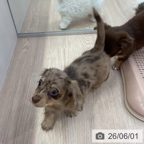 ミニチュア・ダックスフンドの写真