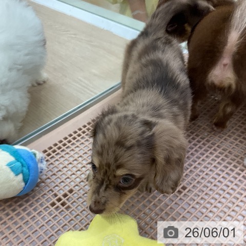 ミニチュア・ダックスフンドの写真