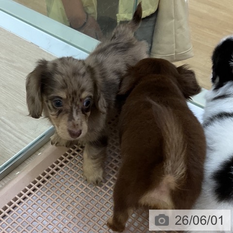 ミニチュア・ダックスフンドの写真
