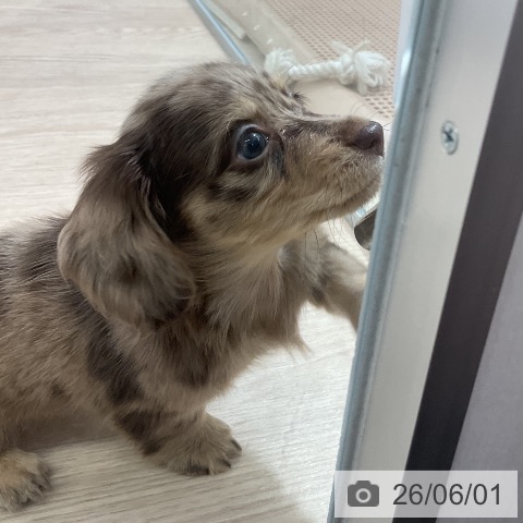 ミニチュア・ダックスフンドの写真