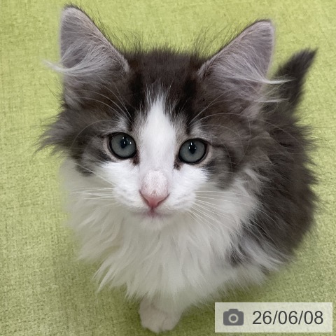 ノルウェージャンフォレストキャットの写真