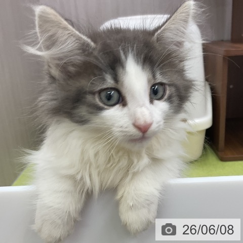 ノルウェージャンフォレストキャットの写真