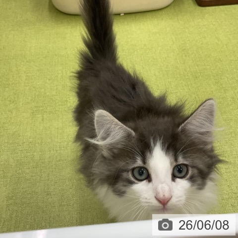 ノルウェージャンフォレストキャットの写真