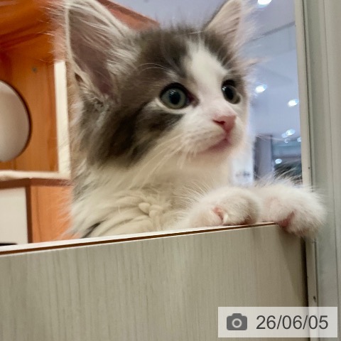 愛知県のノルウェージャンフォレストキャット (ペットプラス 名古屋茶屋店/2026年3月31日生まれ/男の子/ブルータビーホワイト)の子猫の3枚目の画像