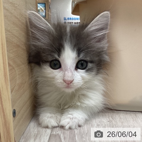 ノルウェージャンフォレストキャットの写真