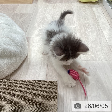 ノルウェージャンフォレストキャットの写真
