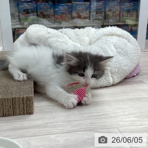 ノルウェージャンフォレストキャットの写真