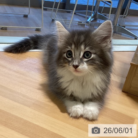 ノルウェージャンフォレストキャットの写真
