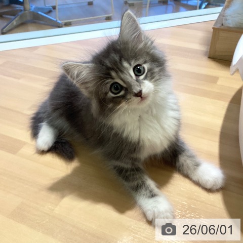 ノルウェージャンフォレストキャットの写真