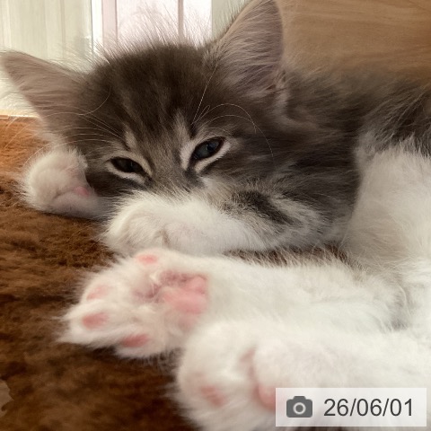 ノルウェージャンフォレストキャットの写真