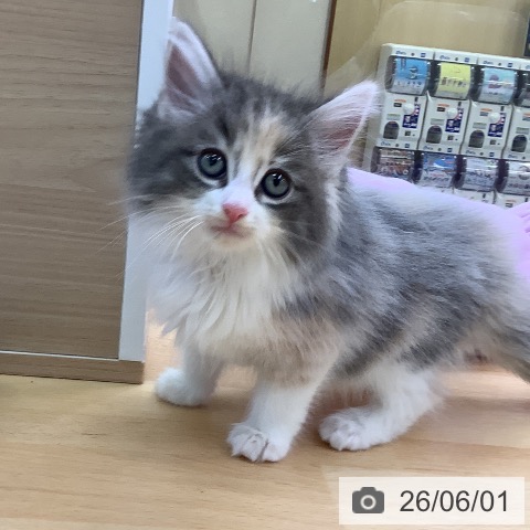 ノルウェージャンフォレストキャットの写真