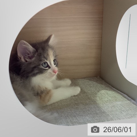 ノルウェージャンフォレストキャットの写真