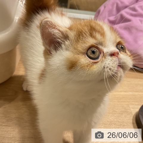 エキゾチックの写真