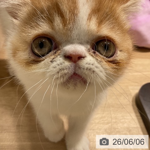 エキゾチックの写真