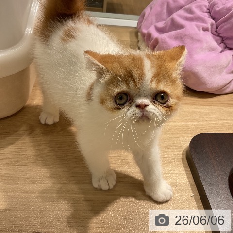 エキゾチックの写真