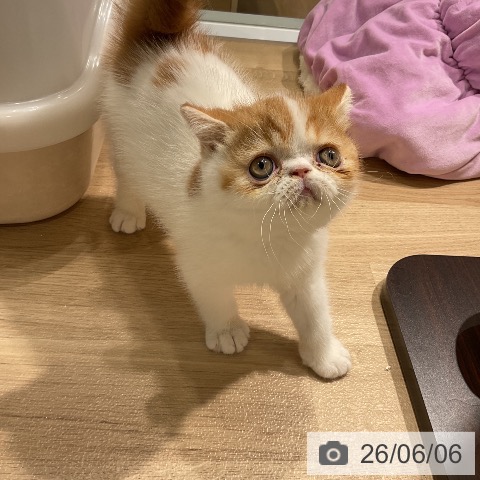 エキゾチックの写真