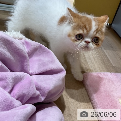 エキゾチックの写真