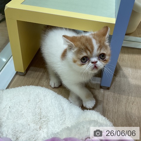 エキゾチックの写真