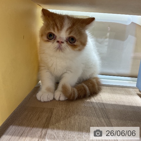 エキゾチックの写真