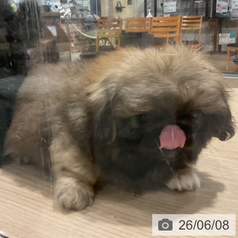 ペキニーズの写真