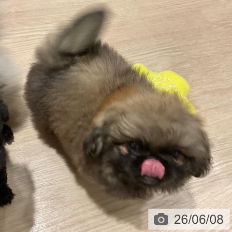 ペキニーズの写真