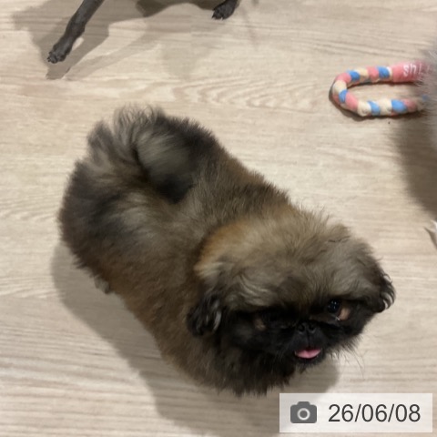 ペキニーズの写真