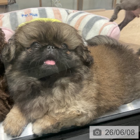 ペキニーズの写真