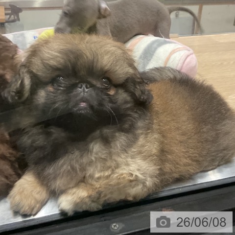 ペキニーズの写真
