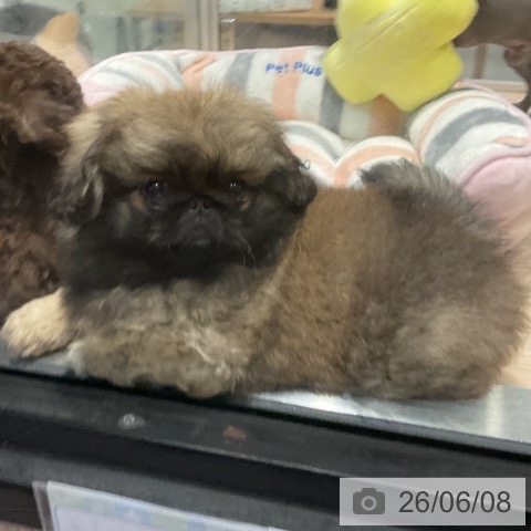 ペキニーズの写真