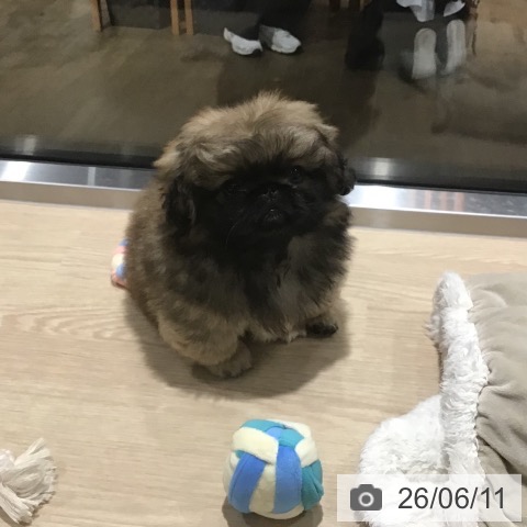 埼玉県のペキニーズ (ペットプラス コクーンシティ店/2026年4月2日生まれ/男の子/レッド)の子犬の3枚目の画像