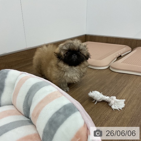 千葉県のペキニーズ (ペッツワン 千葉ニュータウン店/2026年4月2日生まれ/男の子/レッド)の子犬の4枚目の画像
