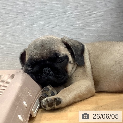 愛知県のパグ (ペットプラス 東浦店/2026年3月30日生まれ/男の子/フォーン)の子犬の4枚目の画像