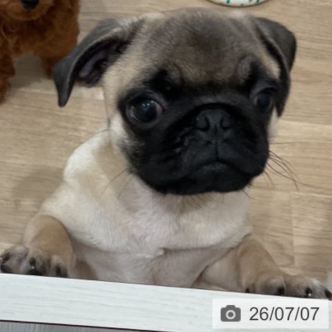 愛知県のパグ (ペットプラス 東浦店/2026年3月30日生まれ/男の子/フォーン)の子犬の4枚目の画像