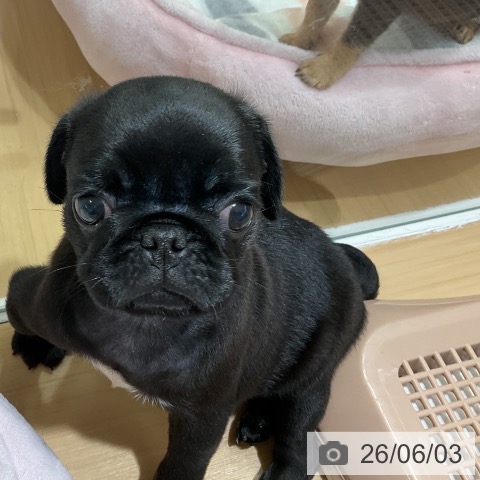 パグの写真