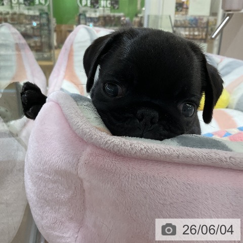 パグの写真