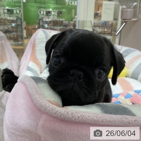 パグの写真