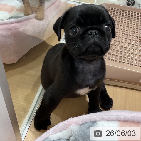 パグの写真