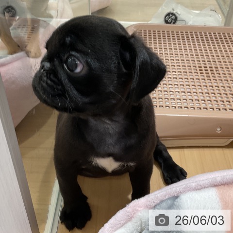パグの写真