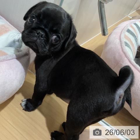 パグの写真
