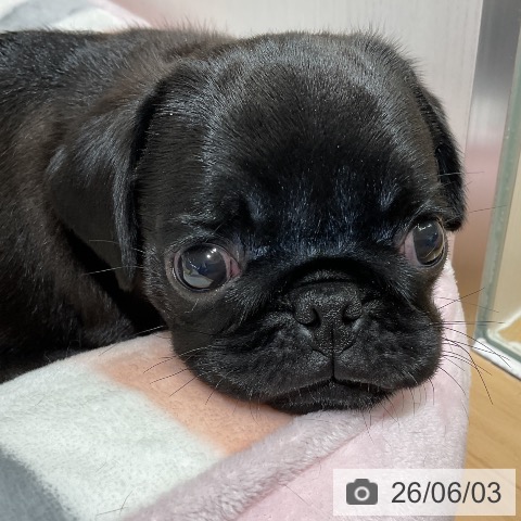 パグの写真