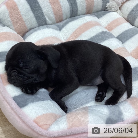 岐阜県のパグ (ペットプラス 各務原店/2026年3月30日生まれ/女の子/ブラック)の子犬の4枚目の画像