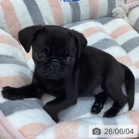 岐阜県のパグ (ペットプラス 各務原店/2026年3月30日生まれ/女の子/ブラック)の子犬の3枚目の画像