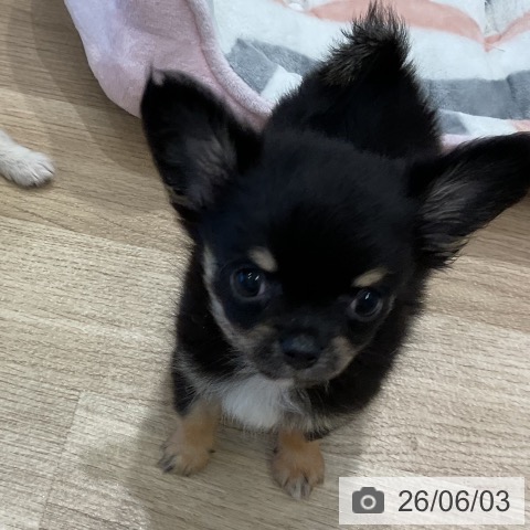愛知県のチワワ(ロング) (ペットプラス 熱田店/2026年4月2日生まれ/男の子/ブラックタン)の子犬の3枚目の画像