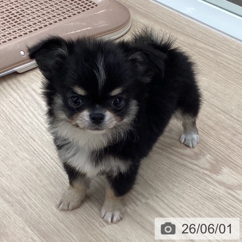 チワワの写真