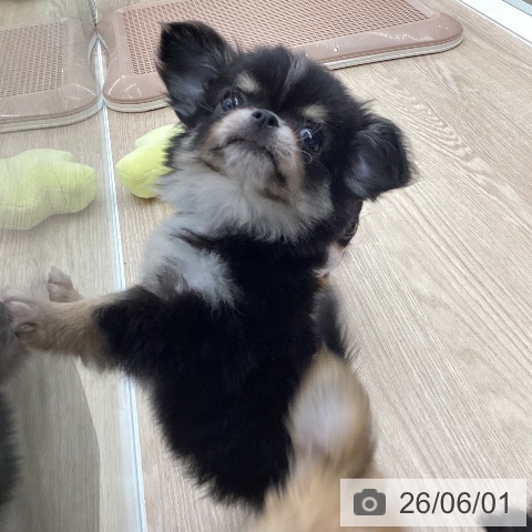 チワワの写真