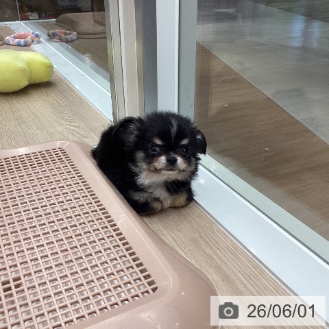 チワワの写真