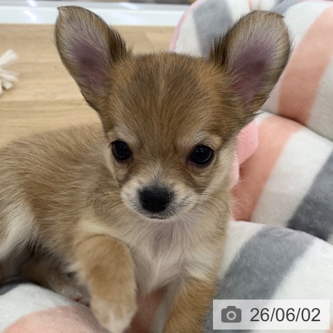チワワの写真