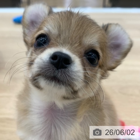 チワワの写真